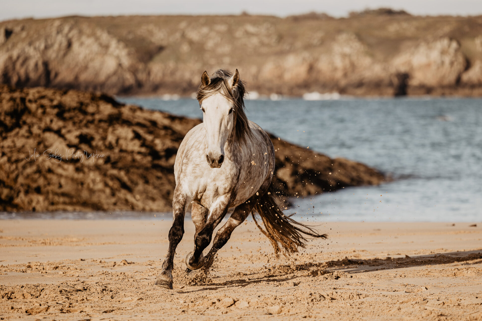 Cheval photographie mer