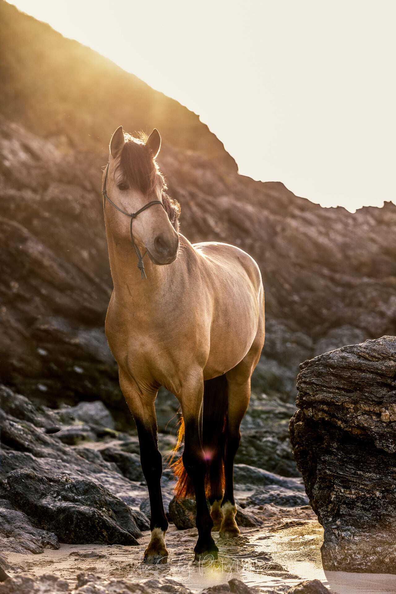 Photographe chevaux