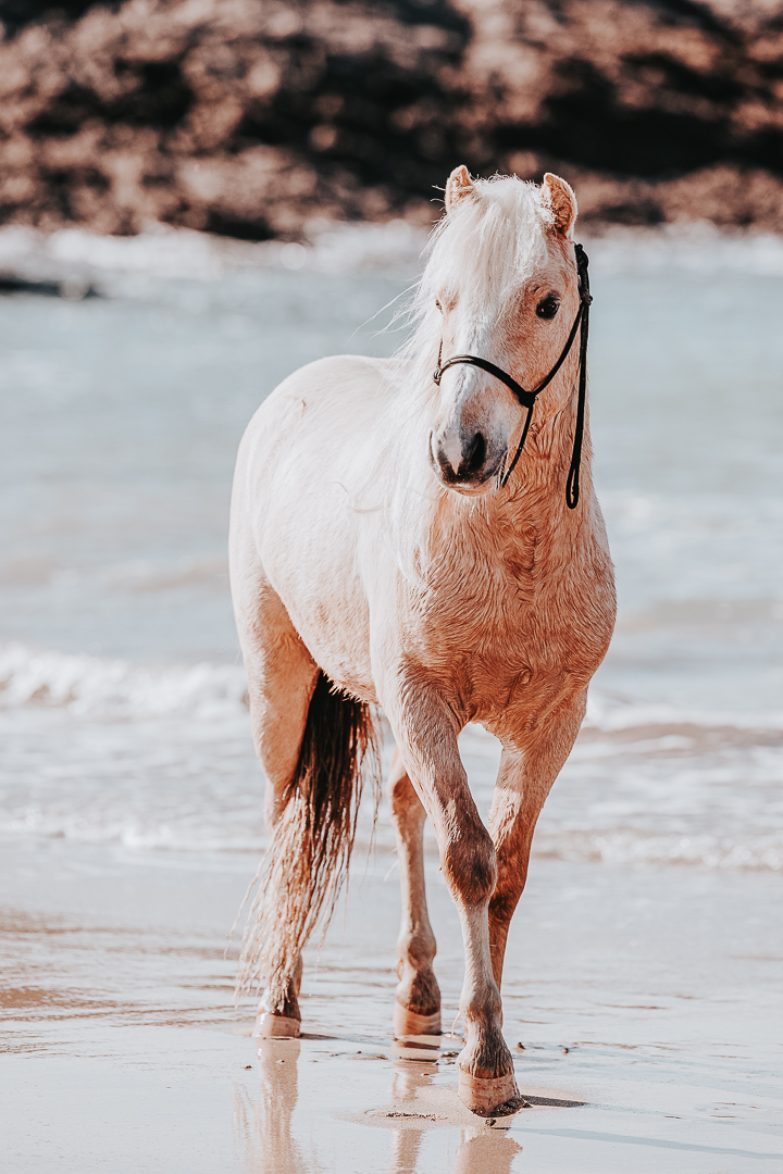 Photographe cheval Rennes