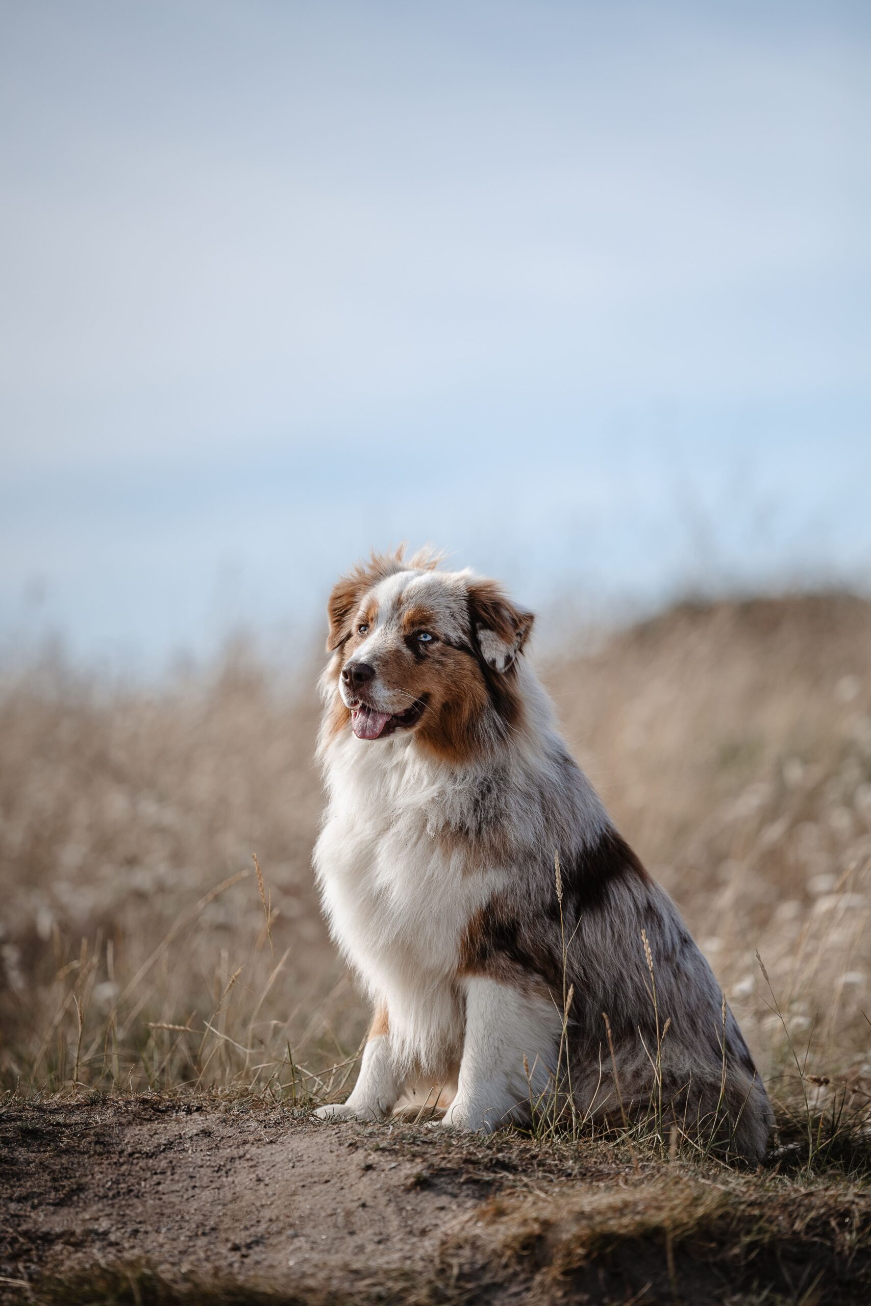 Portrait lumineux d’une femme et de son chien sur une plage de Saint-Malo lors d’une séance photo famille