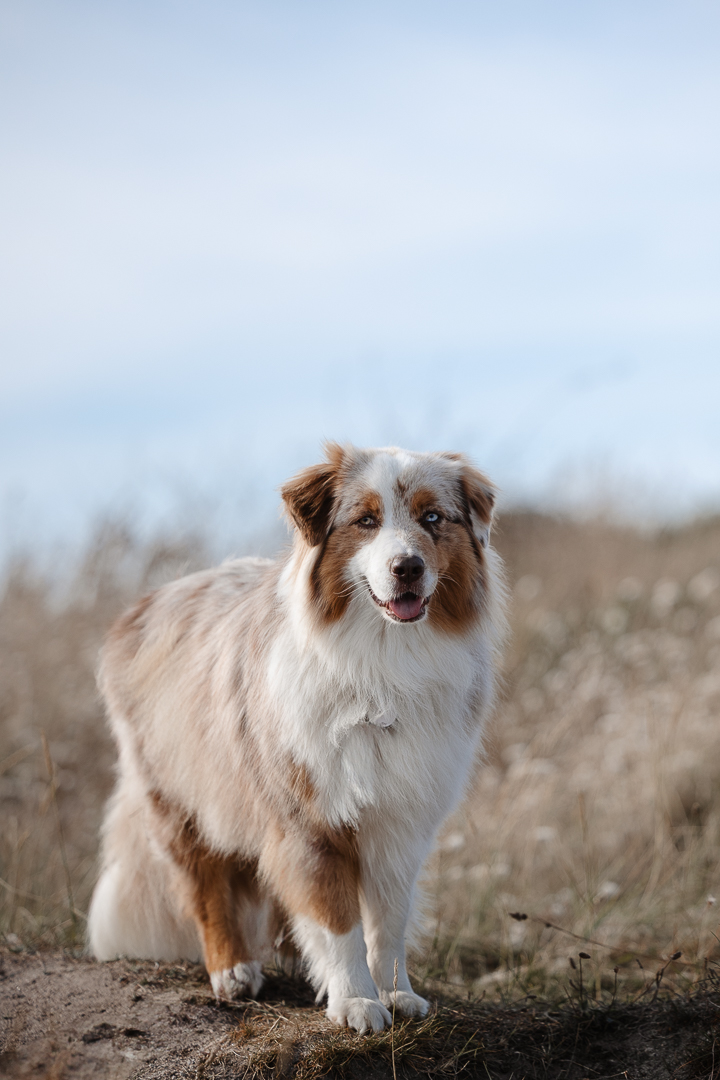 Un très beau chien pris en photo près de Rennes