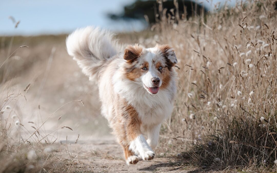 Séance photo famille et chien à Saint-Malo