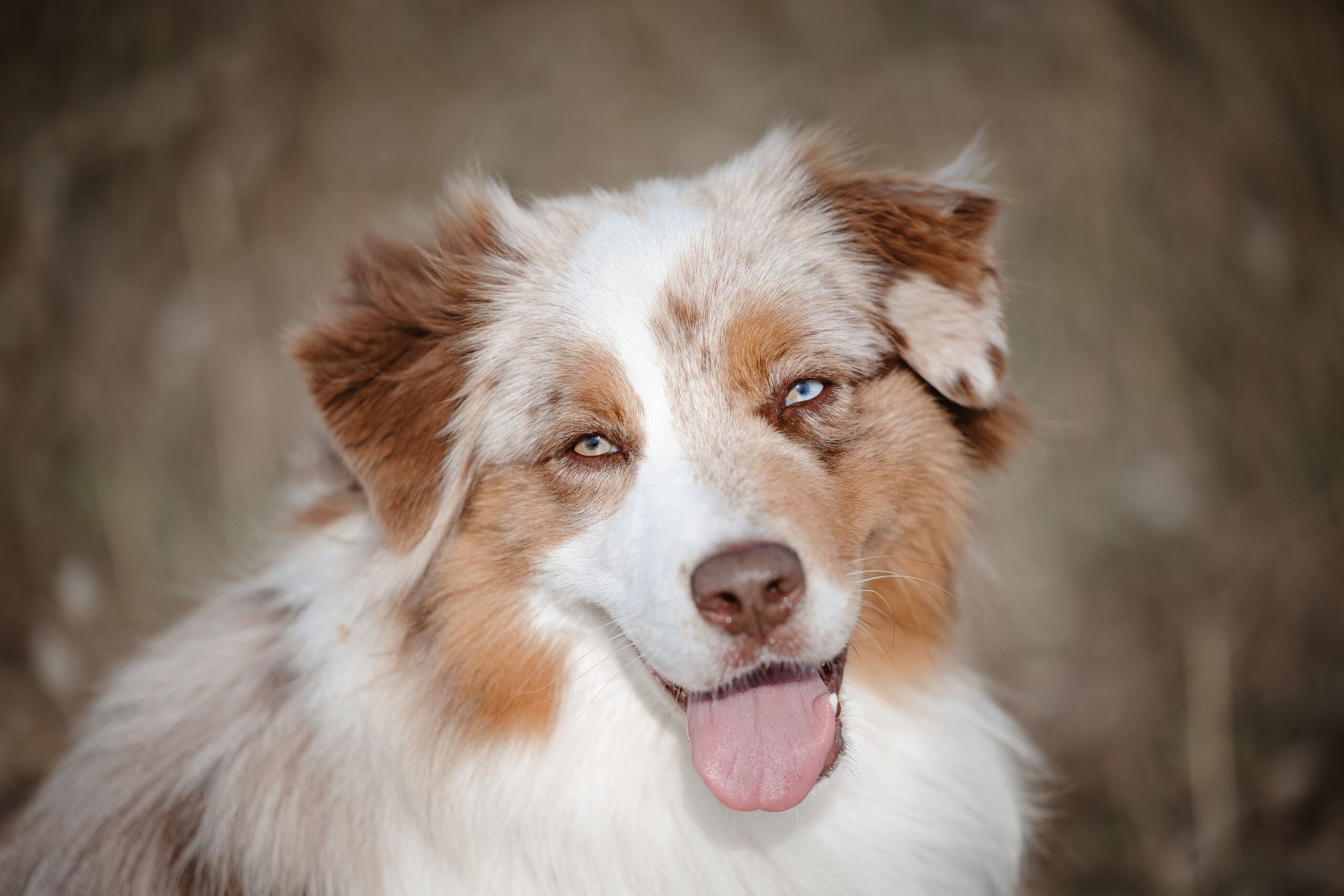 Portrait naturel d’une femme en bord de mer à Saint-Malo avec le vent dans les cheveux