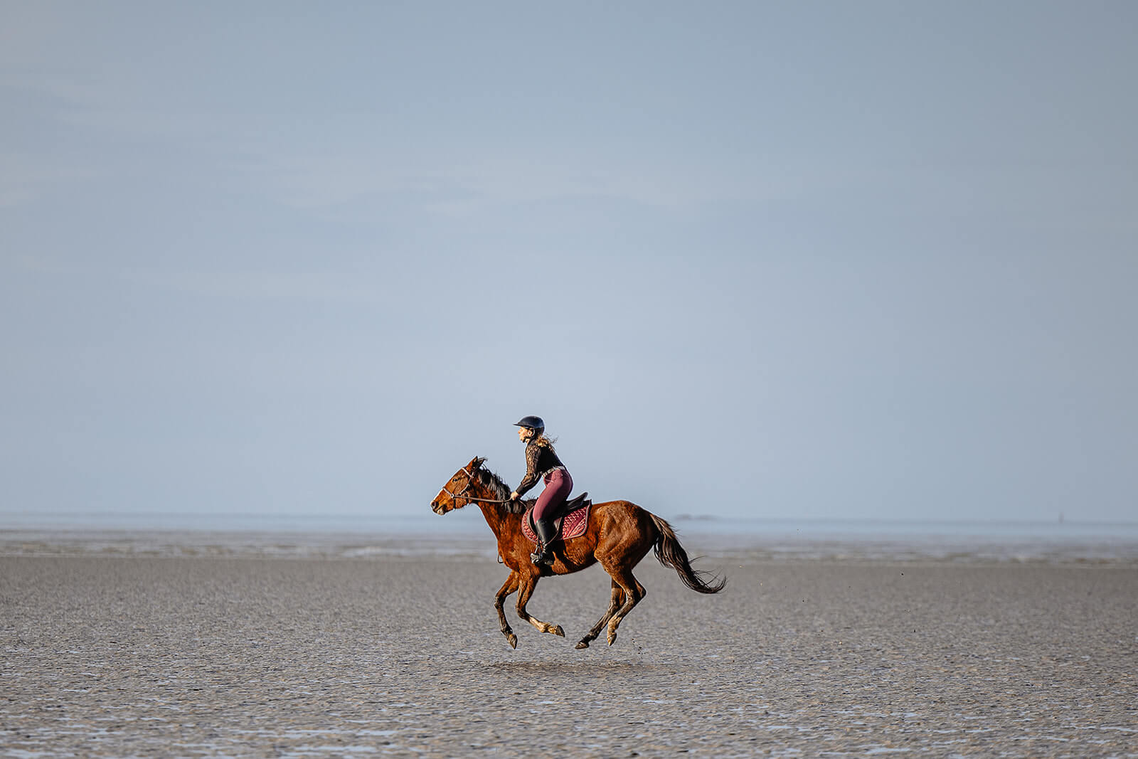 Deux chevaux au repos dans le sable après une sortie à la mer en Bretagne, reportage photo équestre