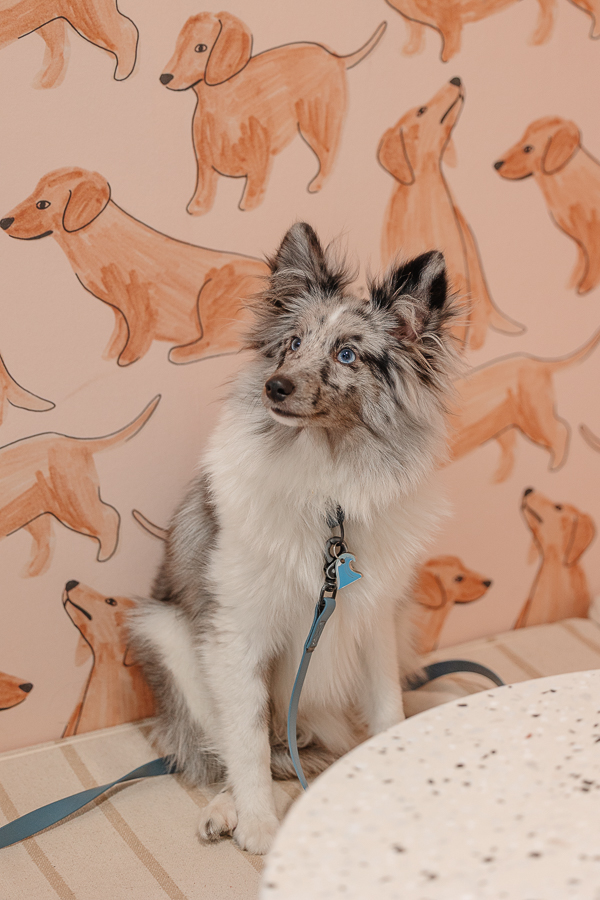 Chien assis devant le mur illustré de teckels dans la boutique Clebs à Rennes, concept store canin chaleureux