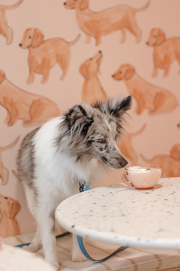 Chien à poils longs posé près d’une tasse dans l’espace café de la boutique Clebs à Rennes, décorée d’un mur illustré de petits chiens