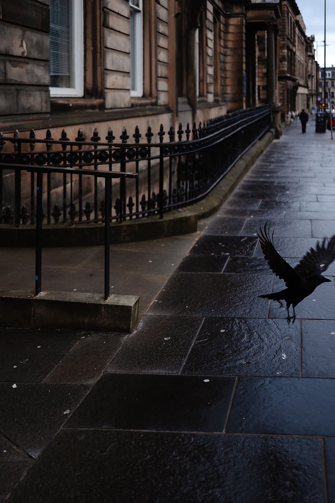 Un corbeau noir prenant son envol au-dessus d'un trottoir pavé et humide à Édimbourg, près d'une grille en fer forgé.