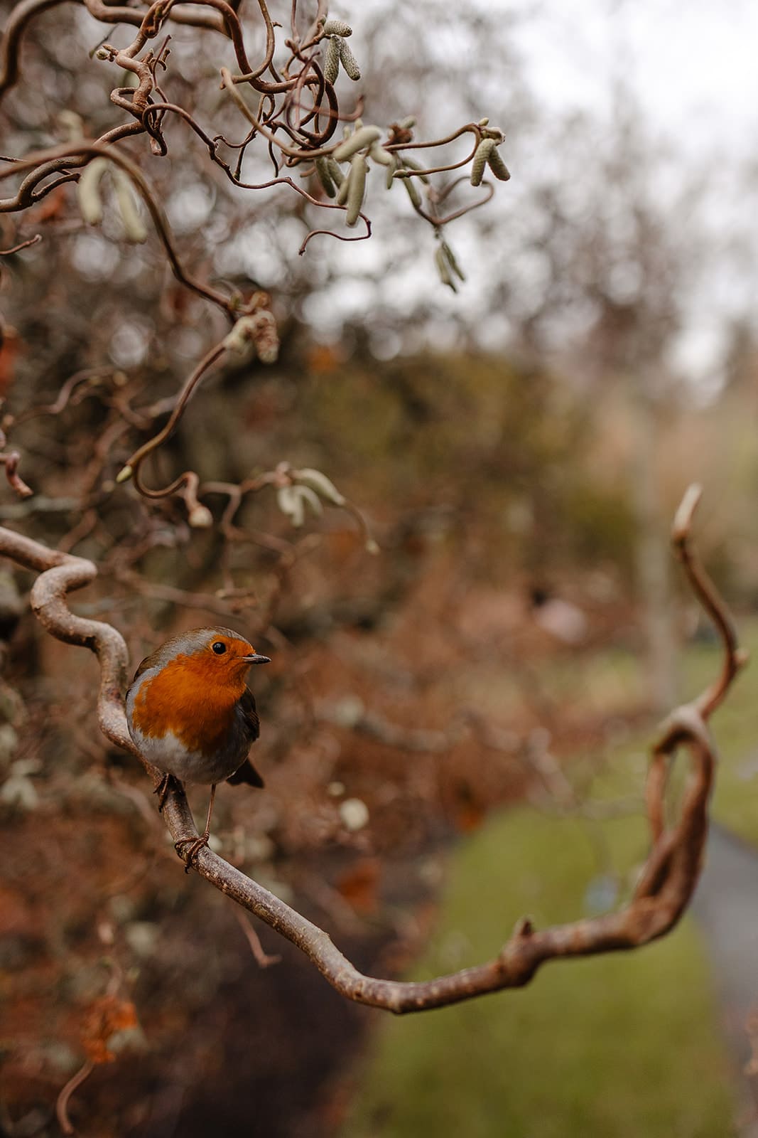 Un rouge-gorge posé sur un mur en pierre ancienne à Édimbourg, illustrant la faune locale que l'on peut croiser lors d'une balade au bord du Water of Leith.
