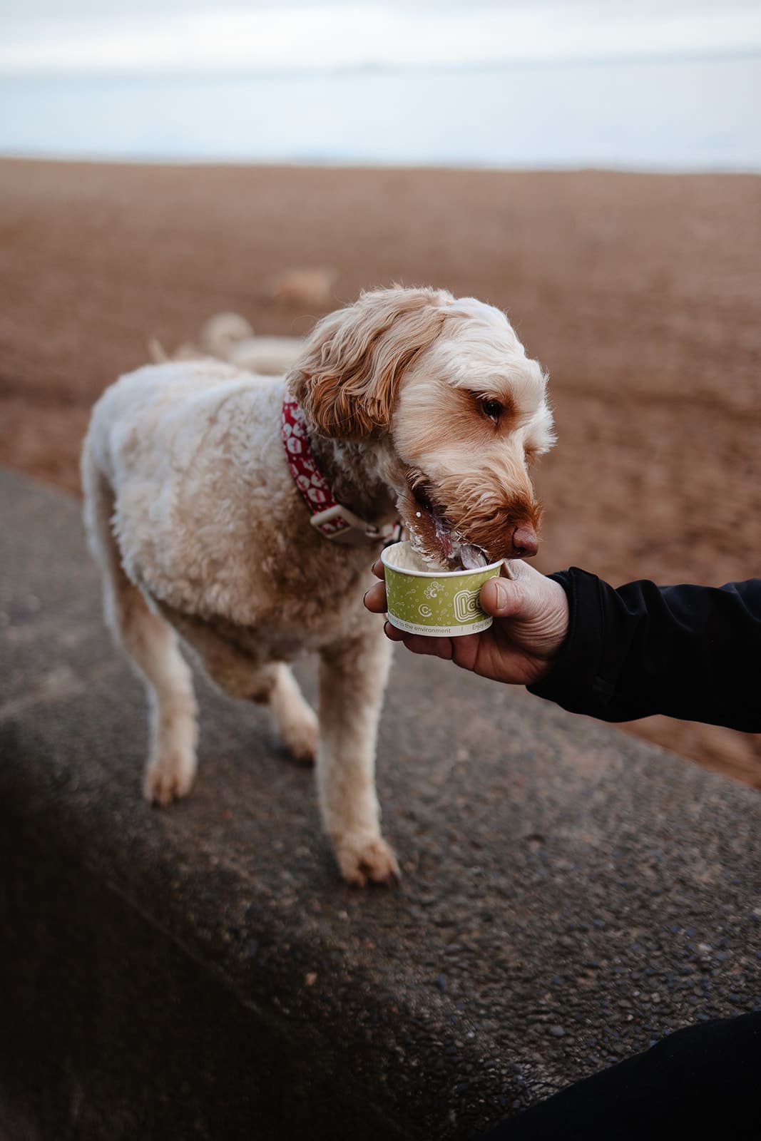 Gros plan d'un chien de type Labradoodle goûtant une glace dans un petit pot tenu par une main humaine sur la promenade de Portobello Beach.